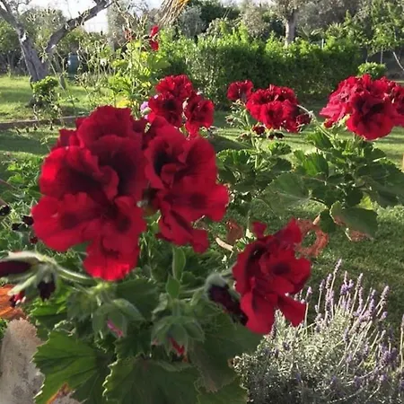 Hibis'home Sassari